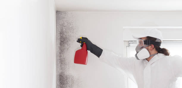 Best Residential Mold Remediation in Winfield, AL